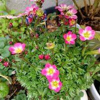 クモマグサ,ワンワン祭,綺麗に咲いたよ,お散歩してたワンちゃん、の画像