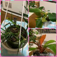 ヒヤシンス,フィロデンドロン,フィロデンドロン・バーキン,フィロデンドロンプリンスオブオレンジ,今日のお花の画像