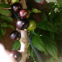 ハナニラ,サンカヨウ,ゴールデンクラッカー,ヒナソウ,ジャボチカバの実の画像