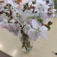 サクランボの画像