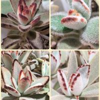 月兎耳,ナピリ,バラうさぎ,ふっくら兎。,多肉植物の画像