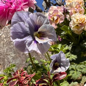 君待ち,君待ち,君待ちビオラ,開花,種まきっ子の画像