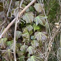 ヘデラ,お出かけ先の画像