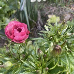 ラナンキュラスラックス　リュキア,クリスマスローズ ダブル,アネモネ・コロナリア・フローレプレノ,花のある暮らし,チーム岐阜の画像