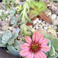 多肉,春萌,多肉植物いろいろ,多肉植物,ガーデニングの画像