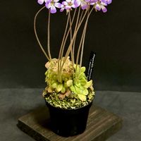 ムシトリスミレ,Pinguicula 華調,ピンギキュラ　華調,食虫植物,窓際の画像