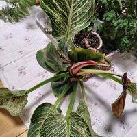 アロマティカス,フィロデンドロン,フィロデンドロン・バーキン,ダイソー,今日のお花の画像