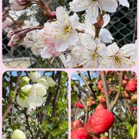 サクランボ,ボケ,ボケ,実家の庭の画像