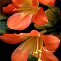 クンシラン,東北人花の会,和室の画像