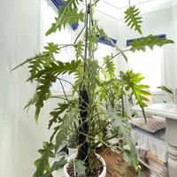 フィロデンドロンボブシー,観葉植物,東日本大震災,幸せにな〜る◡̈❁,感謝♥︎︎∗︎*ﾟの画像