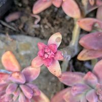 多肉植物の画像