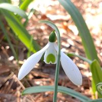 スノードロップ,京都府立植物園,白い水曜日♡の画像