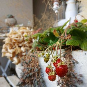 癒される,no green no life,ゆっくりな時間,あまーい,ベランダの画像