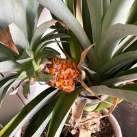 パイナップル,チーム愛知,GSアダルトチーム,ベランダの画像