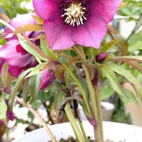 クリスマスローズ,クリスマスローズ,多肉植物,小さな花壇,love&peaceの画像