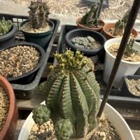 E.meloformis f.falsa,多肉植物,ユーフォルビア,塊根植物,コーデックスの画像