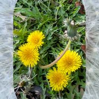 フキノトウ,フクジュソウ,ラベンダー,ルピナス,ローダンセマムの画像