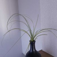 チランジア,エアプランツ,一輪挿し,iPhone撮影,asingleflowervaseの画像