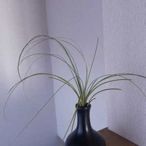 チランジア,エアプランツ,一輪挿し,iPhone撮影,asingleflowervaseの画像