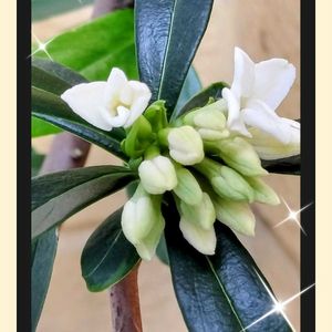 ジンチョウゲ,フィロデンドロン・セローム,沈丁花,フィロデンドロン,タチイヌノフグリの画像