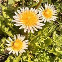 タンポポ,タンポポ,ヒベニタンポポ,ヒベニタンポポ,山野草の画像