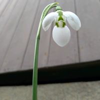 スノードロップ,スノードロップ,スノードロップ,スノードロップ,全てに祈りを♪の画像