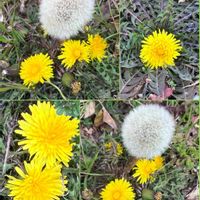 シデコブシ,シデコブシ,センニンソウ,センニンソウ,ツバキの画像