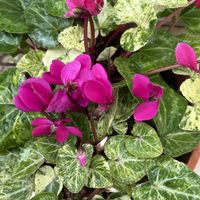 シクラメン,観葉植物,冬の花,斑入り。,斑入り見つけ隊♪の画像