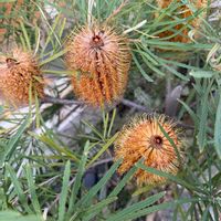バンクシア,花のある暮らし,緑のある暮らし,春の気配,beautifulの画像