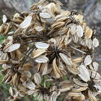 アシタバ,アシタバ,果実.,アシタバの花後,山野草の画像
