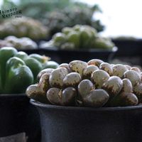 メセン,コノフィツム属,タニラー,その他部屋の画像