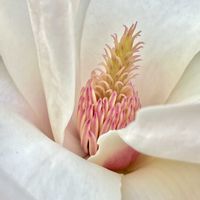 ハクモクレン,ハクモクレンの花の終わったあと,ハクモクレンの冬芽,ハクモクレンの種子,・ハクモクレンの果実の画像