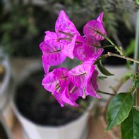 ブーゲンビリア,繋がりに感謝✨,輝かしい未来,いつも心に太陽を,木曜日は桃色の画像