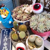 十二の巻,月世界,杏の花,女雛錦,ジョイスタロック錦の画像