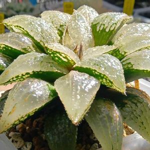 シルバーベル CS 1✕グラスソード,ハオルチア属,多肉ちゃん,ボタニカルライフ,新芽の画像