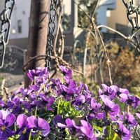 手作り,出た！新芽♡,私のお気に入り。,お花のある暮らし,春が待ち遠しいの画像