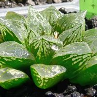 オブツーサ✕コンプト,ハオルチア属,多肉ちゃん,ボタニカルライフ,新芽の画像