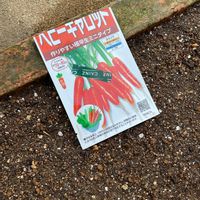 アリッサム,パンジー,ビオラ,ルバーブ,コモンタイムの画像