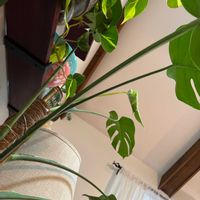 モンステラ,観葉植物,観葉植物初心者の画像