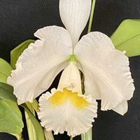 カトレア,ボウベストの画像