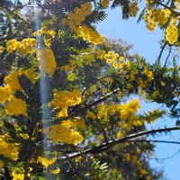 ミモザ,ギンヨウアカシア,木曜モフモフ,木漏れ日の木曜日,木曜日は木に咲く花の画像