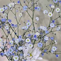 カスミソウ,感謝,花のある暮らし,いつまでも,き　れ　い❤の画像