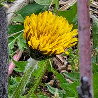 タンポポ,カタバミ,ノゲシ,夕暮れ時,ありがとう♡の画像