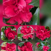 アネモネ,ツバキ,ブラキカム,マーガレット,火祭り　(クラッスラ属)の画像