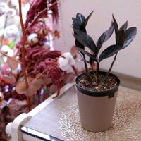 ザミオクルカス,ザミオクルカス  レイヴン,ザミオクルカス  レイヴン,観葉植物,PRの画像