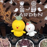 多肉大好き,可愛い多肉ちゃん❤︎,多肉中毒,多肉女子,多肉植物販売店の画像