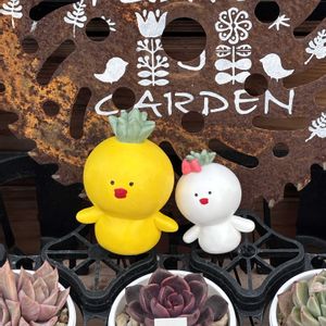 多肉大好き,可愛い多肉ちゃん❤︎,多肉中毒,多肉女子,多肉植物販売店の画像