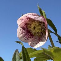 クリスマスローズ,菜の花,タンポポ,クリスマスローズシングル,クリスマスローズブロッチ(ピンク)の画像