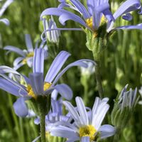 ブルーデージーの画像