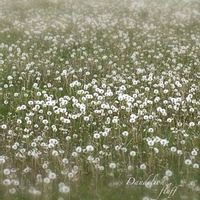 ハオルチア,タンポポ,タンポポ,ハオルチア 白雪絵巻,多肉植物の画像